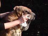 NETTOYAGE PLIS - SHAR PEI 020